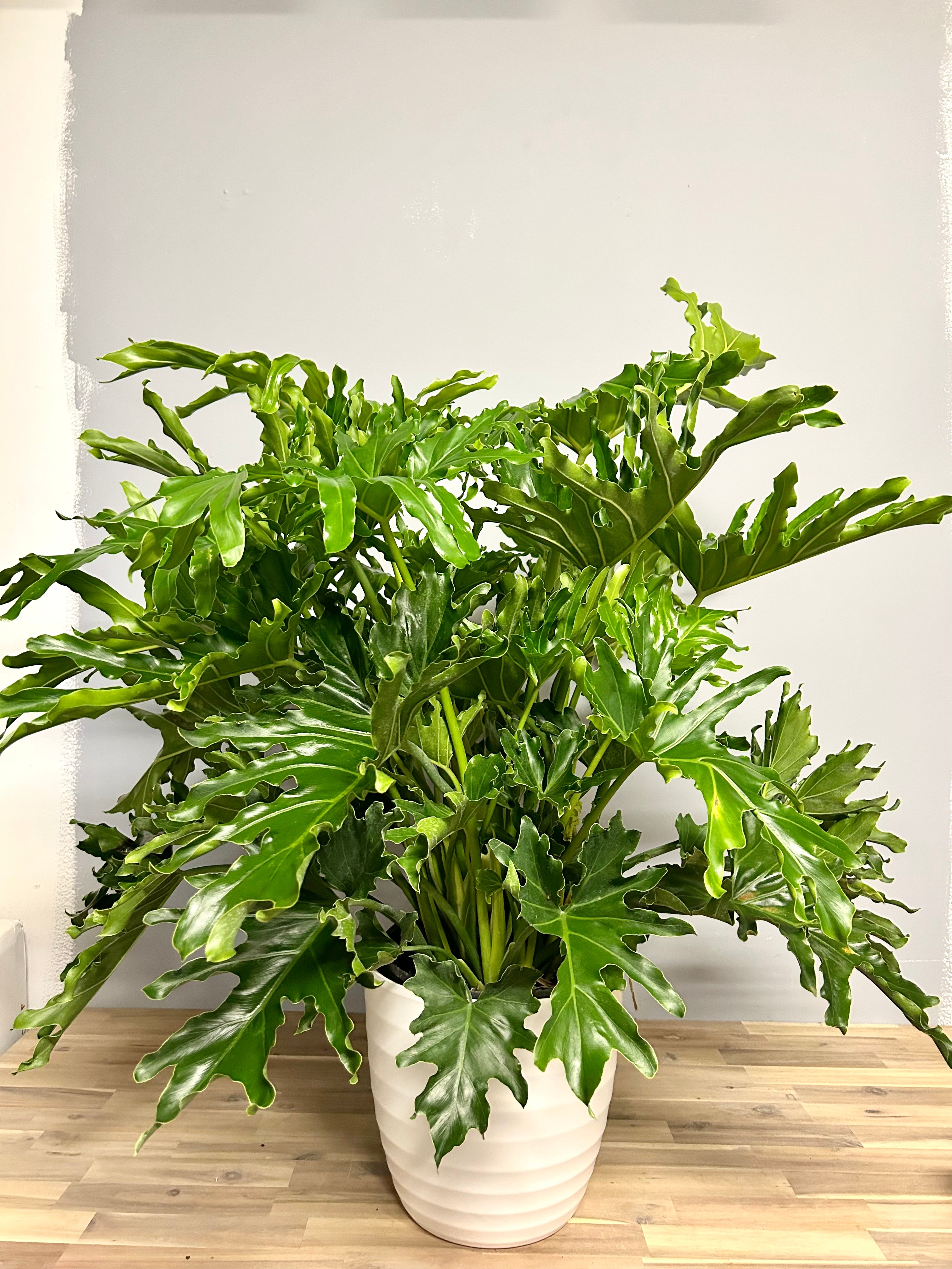 Philodendron Selloum 10''