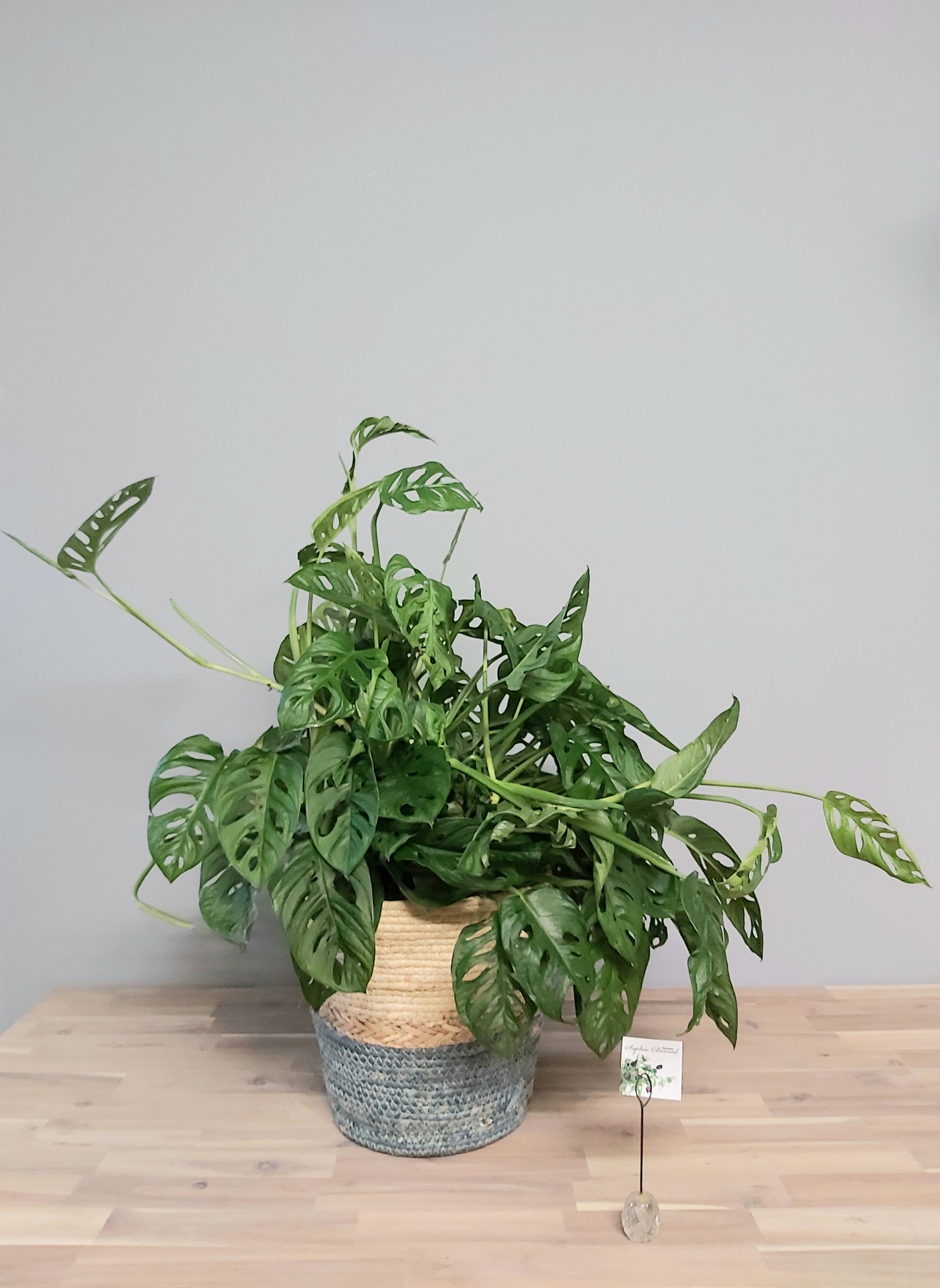 Philodendron Swiss Cheese (très fourni) 8''