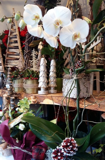 Orchidée de Noel 2 tiges cache-pot inclus - 100$