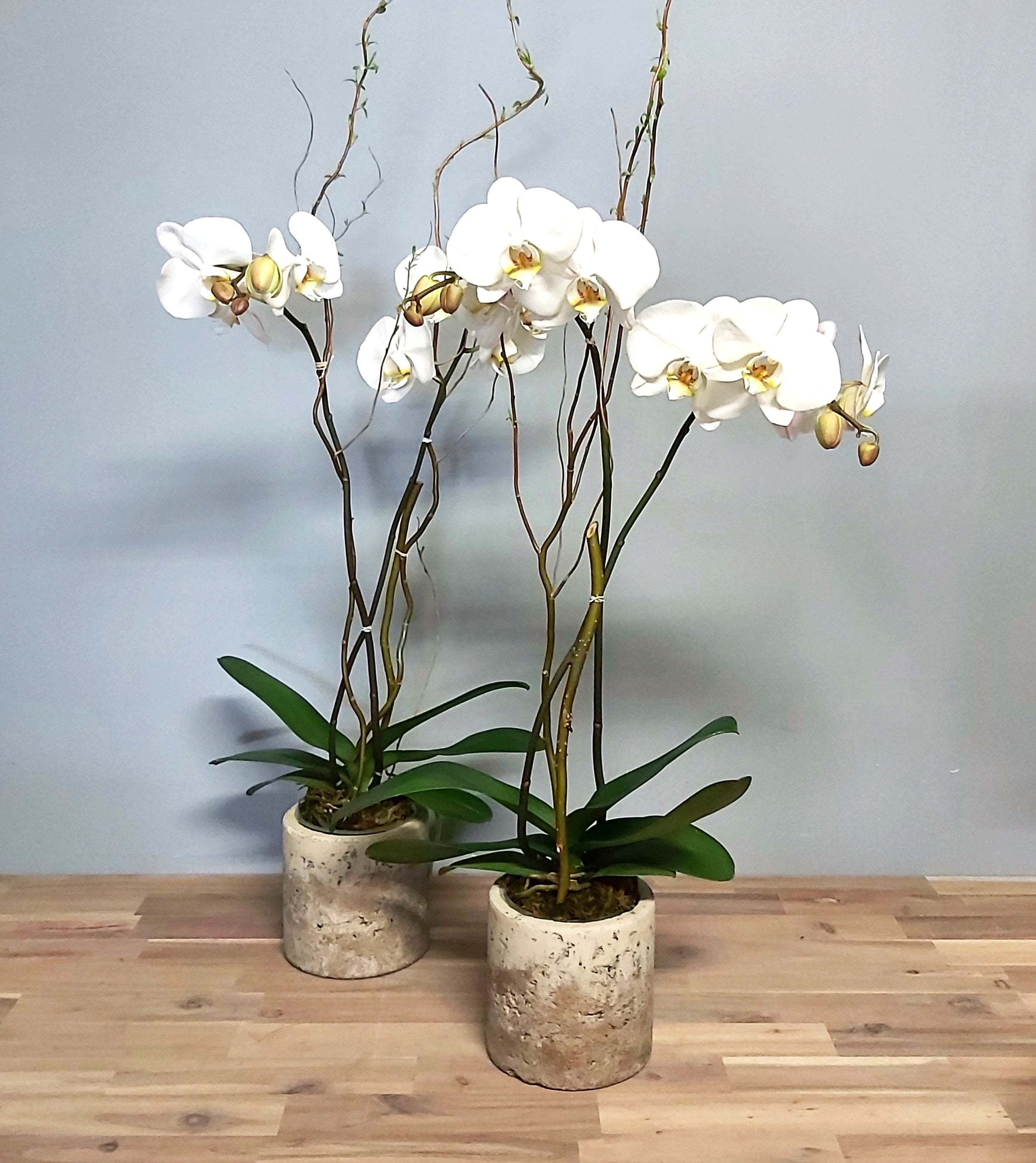 Orchidée Phalaenopsis Blanches
